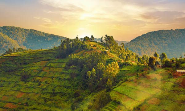 Ruanda - Bwindi-Regenwald