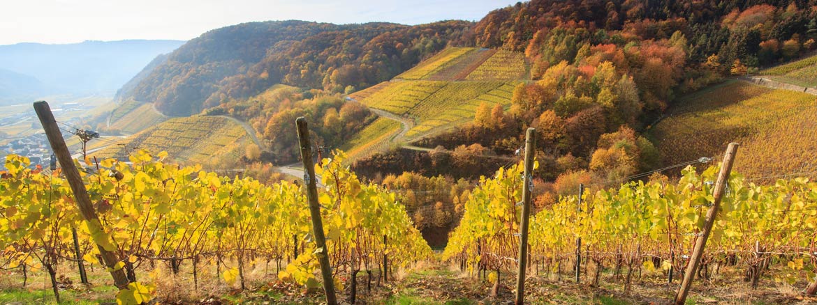 Die schönsten Weinregionen in Deutschland