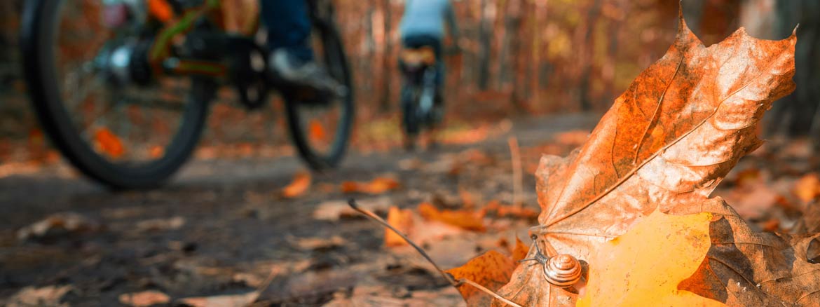 Radtouren im Herbst: Die schönsten Ausflugsziele