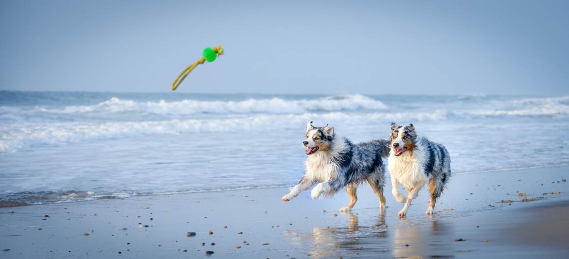 Strandurlaub auf vier Pfoten