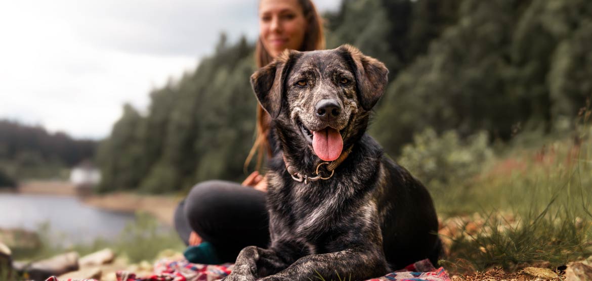 Urlaub auf vier Pfoten – Tipps für Hundebesitzer